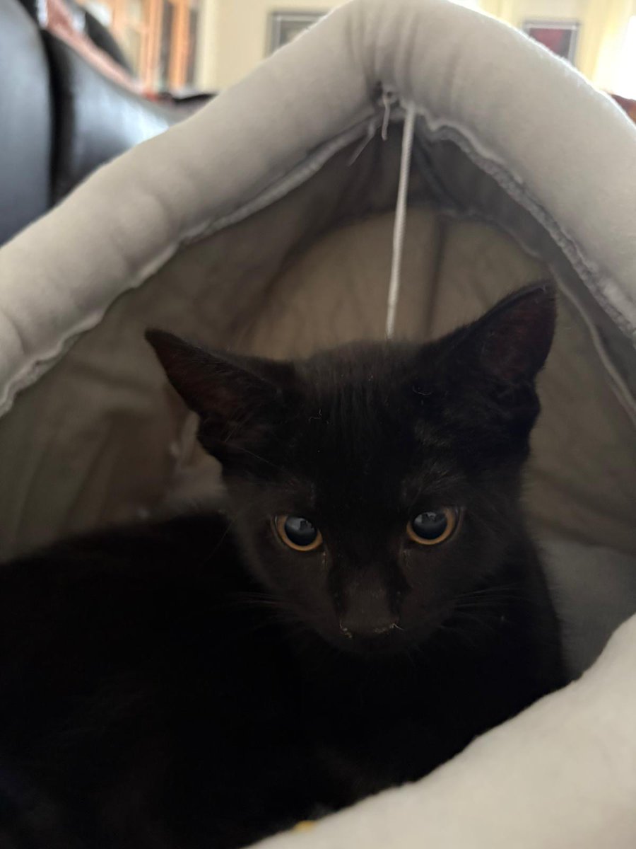 Michael Doyle tweet media