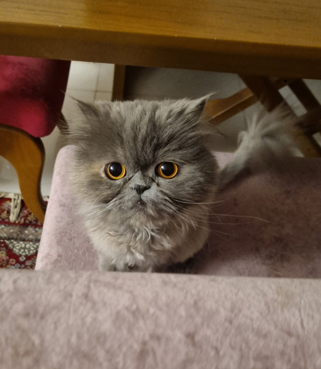 LittleSirena_'s tweet photo. @nakcama خیلی ناناسه بچم🥺 https://t.co/xHzb7iSI0j