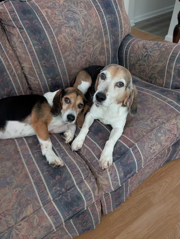 TriBeagles tweet media