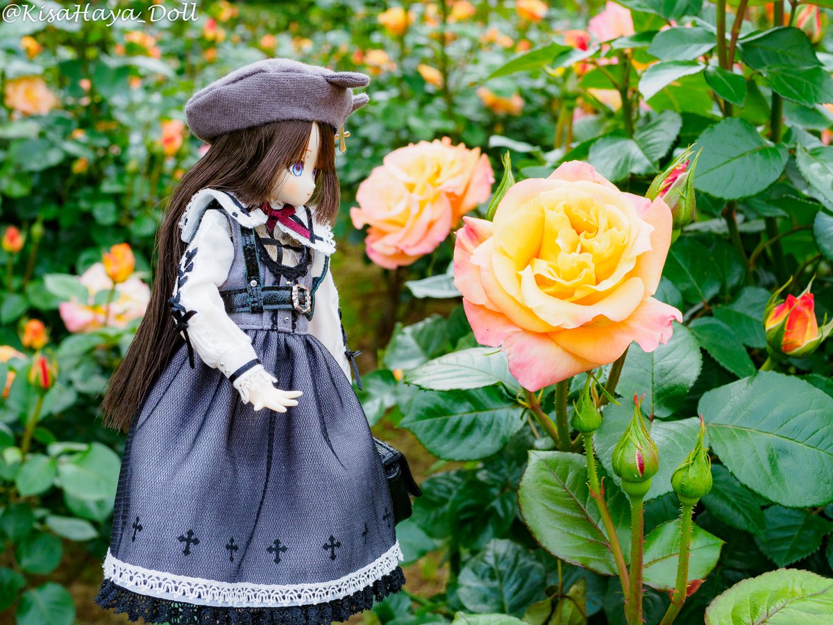 KisaHaya_Doll's tweet photo. 🎉みいちゃんお誕生日おめでとう🎂🎉
#ルミナスストリート #MiiBirthday #黒須みい https://t.co/bKYoO6uB7b