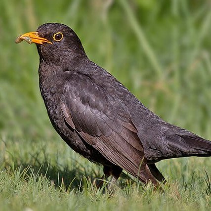 Blackbird decline is ‘a taste of what’s to come’ #blackbirds #birds #ProtectBirds

naturalworldfund.com/blackbird-decl…