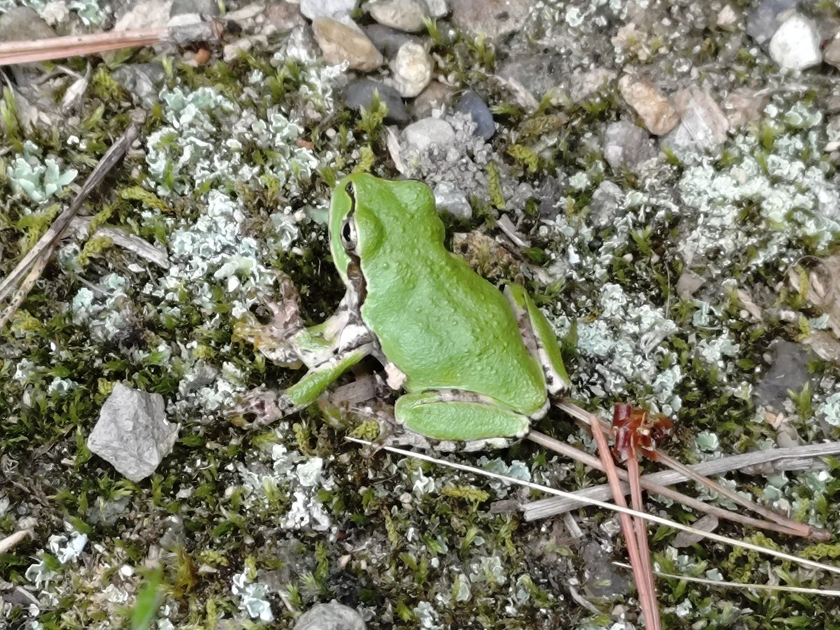j_atrata's tweet image. 奇形アマガエルも居た。左前足が2本あり、二の腕で結合、後ろの左前足は指もあるけど動かさず。