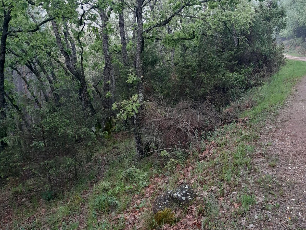naturalezacyl's tweet photo. En 192 hectáreas del #MUP4 en Arenas de San Pedro y Candeleda #Ávila, @jcyl realiza trabajos de #Prevención mediante tratamientos selvícolas de faja auxiliar de pista en el Camino del puerto de Candeleda #Romeo 14.1 #INFOCAL https://t.co/DqcXQJxY4O