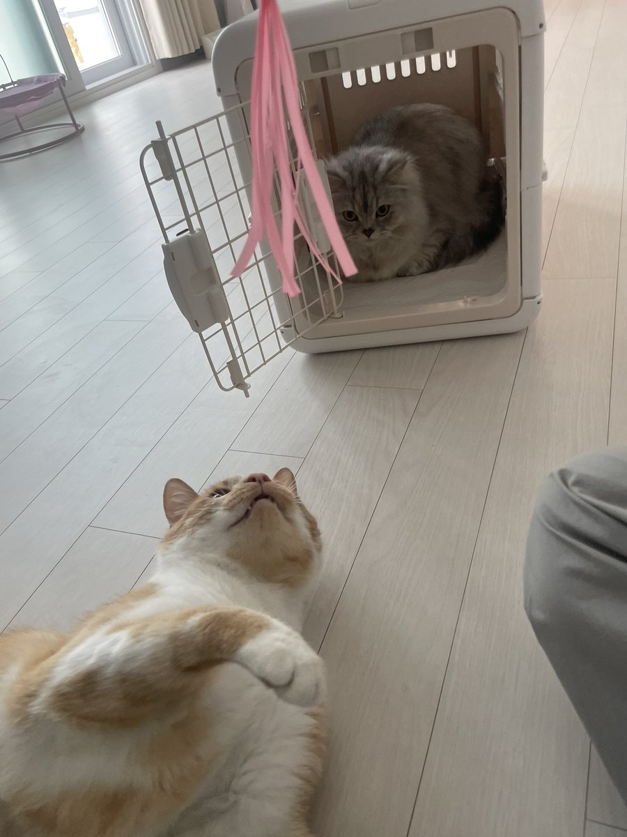 한달 전 개냥이 입양을 갔으나, 
파양 소식 ..
합사가 안된 건 오늘 직접 보니 아닌 것 같고
원래 있던 고양이가 
스트레스를 받아하는 것 같다고 
오늘 가서 보니 둘 다 아무렇지도 않던데
파양한다니 뭐..
중성화도 했고 건강검진 싹 다했어요😭
개냥이의 가족이 되어주실 분 있나요? 정말 애교 짱