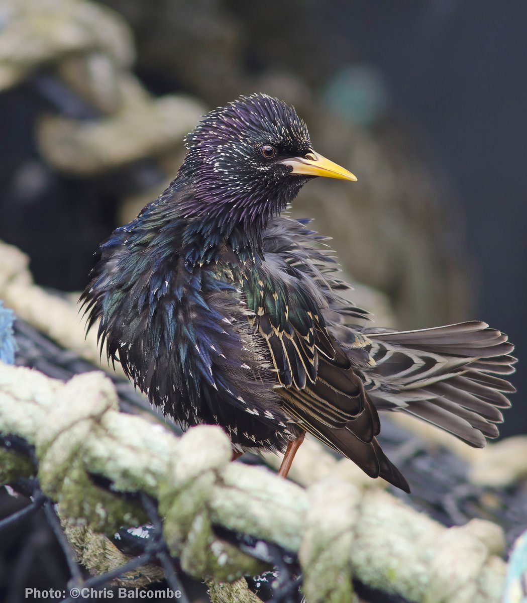 Chris Balcombe (@chrisbalcombeuk) on Twitter photo Common Starling drying off on a lobster pot <a href="/MudefordQuay/">Mudeford Quay</a> in @Dorset, southern England. Beautiful iridescent colours on these birds. Latin name: Sturnus vulgaris. <a href="/Natures_Voice/">RSPB</a> <a href="/RSPBEngland/">RSPB England</a> #starlings #wildbirds <a href="/ChrisGPackham/">Chris Packham</a> Common Starling drying off on a lobster pot <a href="/MudefordQuay/">Mudeford Quay</a> in @Dorset, southern England. Beautiful iridescent colours on these birds. Latin name: Sturnus vulgaris. <a href="/Natures_Voice/">RSPB</a> <a href="/RSPBEngland/">RSPB England</a> #starlings #wildbirds <a href="/ChrisGPackham/">Chris Packham</a>