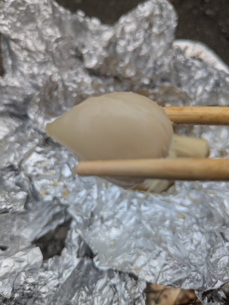 今年度のニンニク🧄試食致しました。　
安定のポテトなみの
ホクホクニンニクでした。
「ニンニク素揚げ」　
ゴマ油、塩のみで決まります。
よろしくお願い致します。
#青森
#ホタテとニンニク
#ニンニク
#六戸町
#これさえ有れば