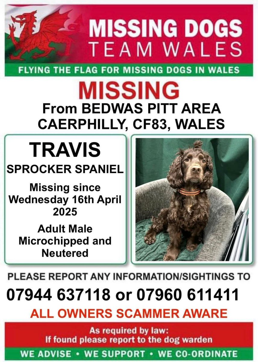 team_greenacres's tweet photo. 📢MISSING SINCE APRIL 2025 - Travis Needs Your Help To Get Home📢

📍Missing from Bedwas Pitt Area #caerphilly CF83 #WALES 

🗓 Missing since 16.4.25

https://t.co/i6cqPrjEl8

📞 Please Call Number On Poster Below👇 If You See Travis👇

⚠️SIGHTINGS & SHARES NEEDED ASAP PLEASE⚠️

#stolendoghour #k9hour #rehomehour #spanielhour #lostdog #missingdog #founddog #stolendog #dogsoftwitter #dogsofX #dogsofinstagram #CurrysFathersDay #teamzay