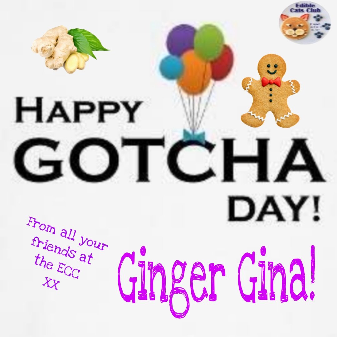 Postman Pappy’& Postman Panfur’s ECC Cards (@eccpostmanpappy) on Twitter photo *Postman Panfur comes in to the PO*
HAPPP GOTCHA DAY TO GINGER GINA! Sending you love and paw hugs! ❤️❤️❤️❤️🧡🧡🧡🧡 <a href="/Gina_Moona/">Gina & Moona</a> <a href="/EdibleCatsClub/">EdibleCatsClub</a> *Postman Panfur comes in to the PO*
HAPPP GOTCHA DAY TO GINGER GINA! Sending you love and paw hugs! ❤️❤️❤️❤️🧡🧡🧡🧡 <a href="/Gina_Moona/">Gina & Moona</a> <a href="/EdibleCatsClub/">EdibleCatsClub</a>