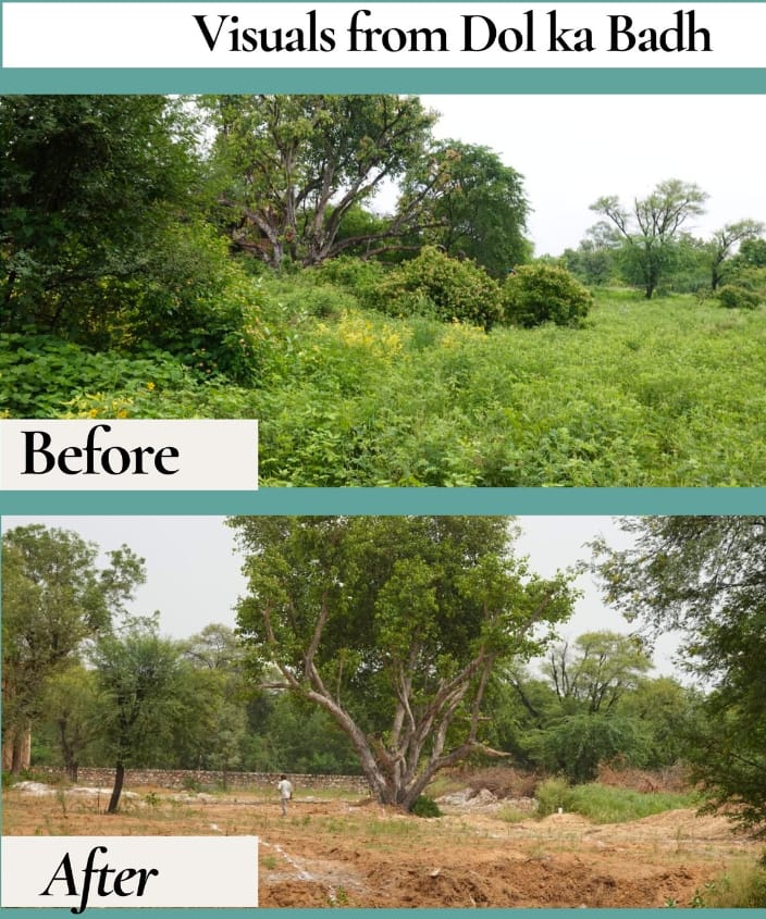 If cutting 2500+ trees in a biodiversity-rich zone isn’t climate crime, what is?
We won’t forget this betrayal in coming elections.
#SaveDolkabadh #GreenVotersMatter
<a href="/moefcc/">MoEF&CC</a> <a href="/byadavbjp/">Bhupender Yadav</a> <a href="/BhajanlalBjp/">Bhajanlal Sharma</a> <a href="/LicypriyaK/">Licypriya Kangujam</a> <a href="/BJP4India/">BJP</a> <a href="/RajCMO/">CMO Rajasthan</a>