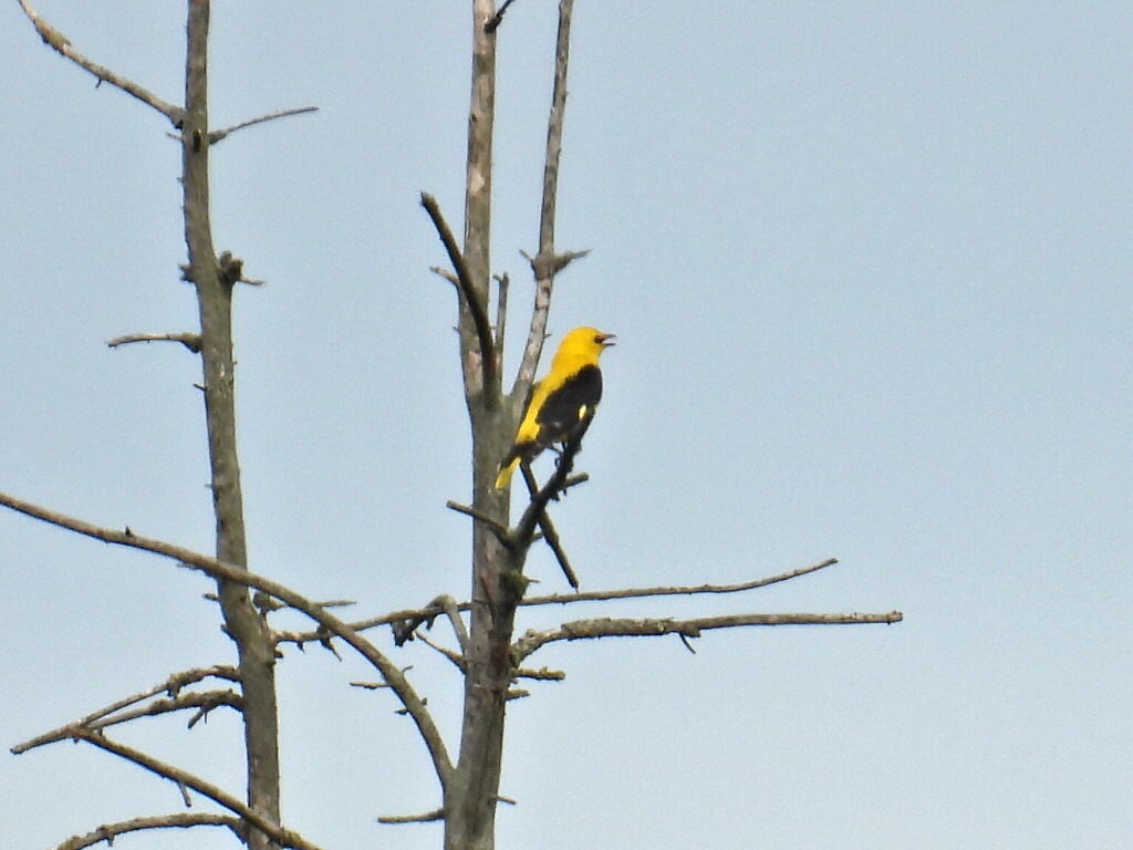 Goedemorgen op deze zondag. Vanmorgen weer een wandeling gemaakt. De Wielewaal kwamen we tegen....
Echter de Sperwer en diverse kraaien en een torenvalk,...... en weg was de Wielewaal. 
Fijne dag .......