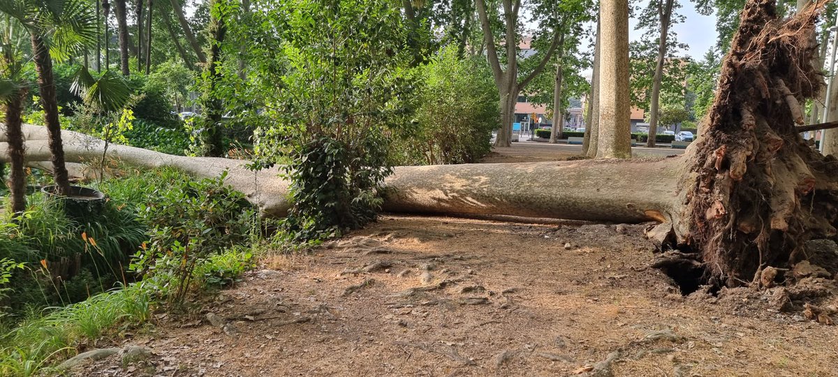 Aquesta matinada ha caigut un plàtan de La Devesa. No hi ha hagut cap ferit.

Sembla que els efectes de la sequera en són els causants ja que no hi havia indicis externs que estigués en mal estat. Es tracta d'un exemplar situat prop del canal de La Rosaleda, que fa mesos que no
