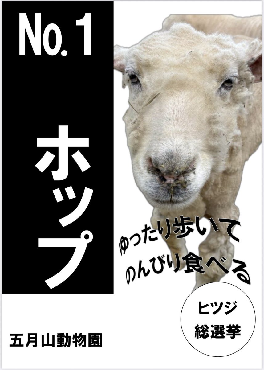第1回ヒツジ総選挙の候補者一覧です🐏 投票は五月山動物園内(6/16〜6