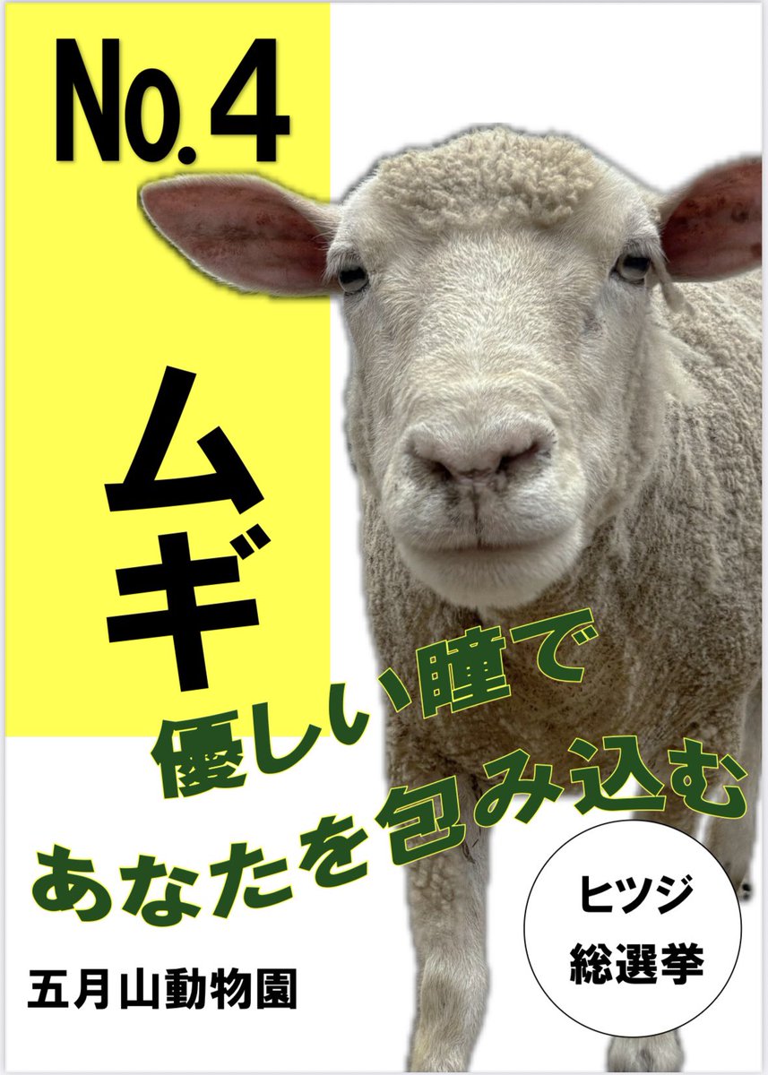 第1回ヒツジ総選挙の候補者一覧です🐏 投票は五月山動物園内(6/16〜6