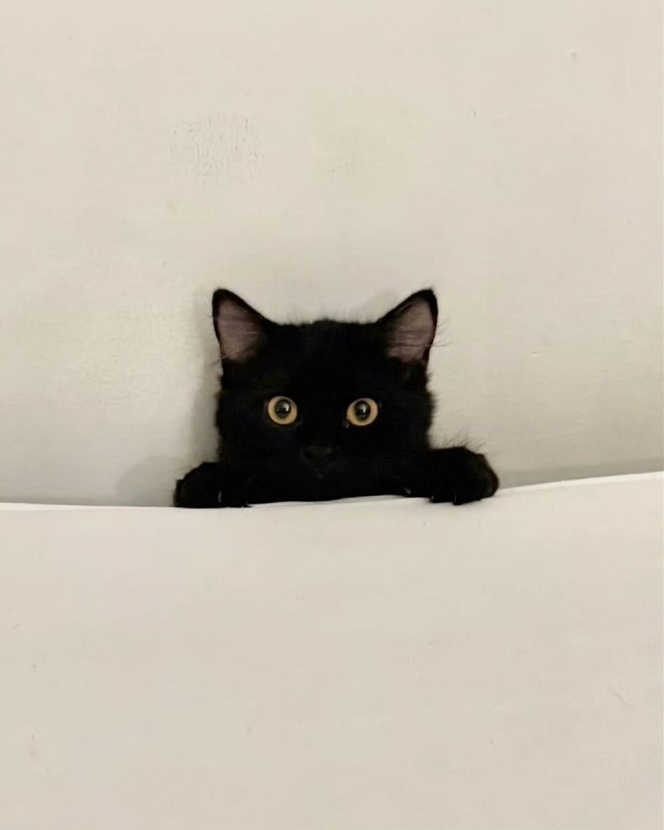 Black cats are not bad luck (@visualscat) on Twitter photo 