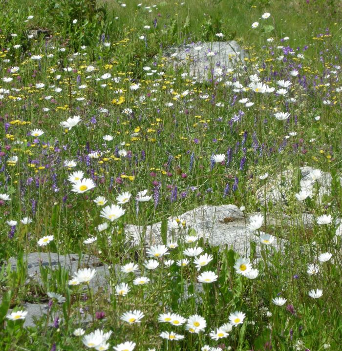 Hyvää Luonnonkukkien päivää! #luonto #nature #natuur