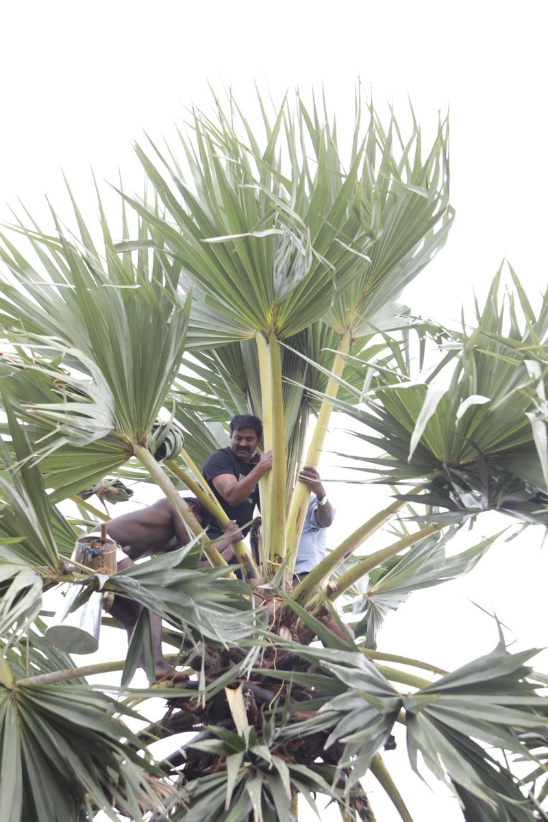 #பனைக்காவலன்_சீமான்