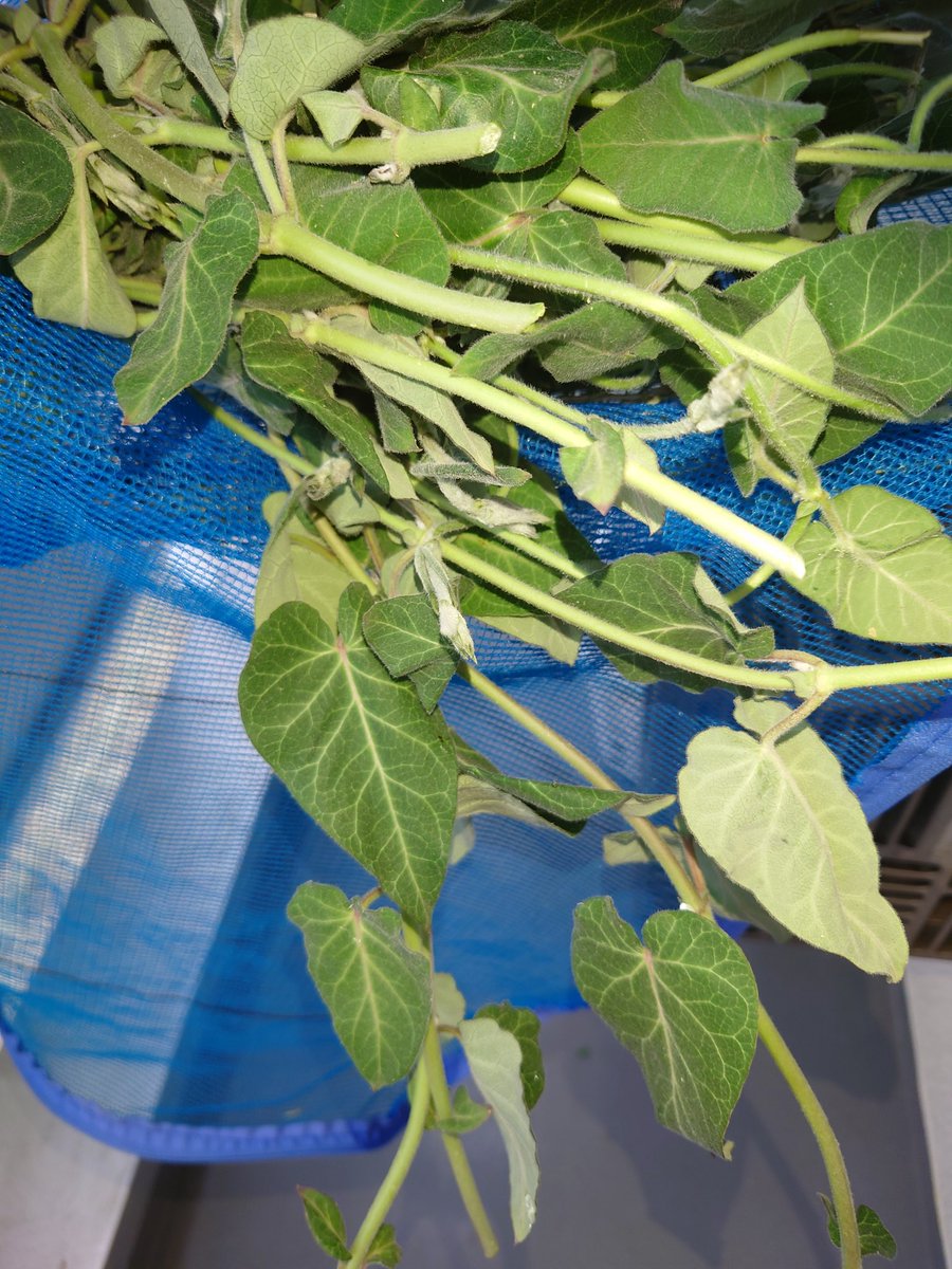 現場で写真撮り忘れた！
ガガイモ、諺→旅先でガガイモとクコを食うな　（強壮効果が絶大であり、旅先で浮気に繋がるため）
見つけて食べてみたけど　諺通りというか　やる気と集中力が出た！
メンタルが安定　呼吸も深くなった　でも、毒性があるから気をつけてねだって┐⁠(⁠ ⁠˘⁠_⁠˘⁠)⁠┌