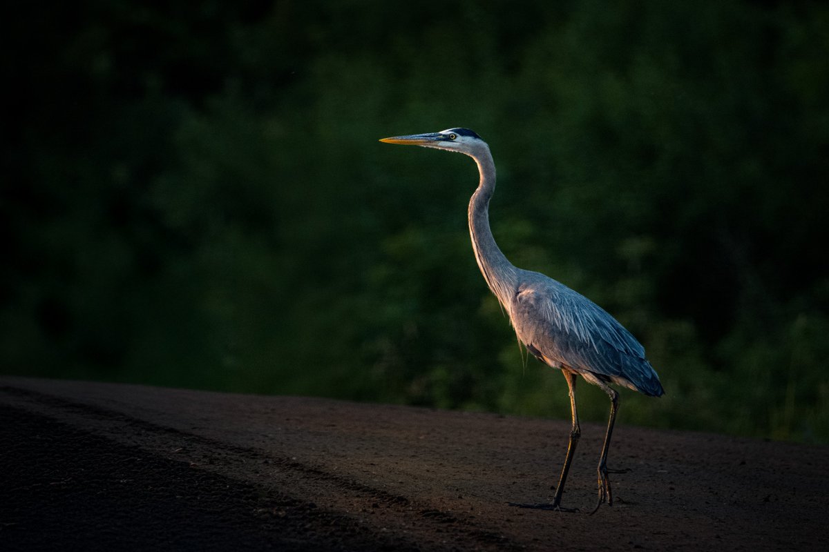 mnaussie2's tweet image. Headed to Lake Cafe

This heron peeked out of the woods into a ray of sunlight and ambled across the road toward the lake-shore where there was a heavy stand of reeds. There are an estimated 15,000-20,000 breeding pairs of herons that nest in Minnesota each summer.

#Xbirds