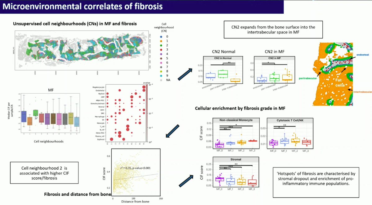 MPN_Hub (@mpn_hub) on Twitter photo CONGRESS | #EHA2025 | PRESENTATION
Rosalin Cooper, <a href="/UniofOxford/">University of Oxford</a>, talks about spatial transcriptomic analysis of novel microenvironmental immune signatures and stromal remodelling associated with fibrosis in myeloproliferative neoplasia.
· Bone marrow has distinct peritrabecular CONGRESS | #EHA2025 | PRESENTATION
Rosalin Cooper, <a href="/UniofOxford/">University of Oxford</a>, talks about spatial transcriptomic analysis of novel microenvironmental immune signatures and stromal remodelling associated with fibrosis in myeloproliferative neoplasia.
· Bone marrow has distinct peritrabecular