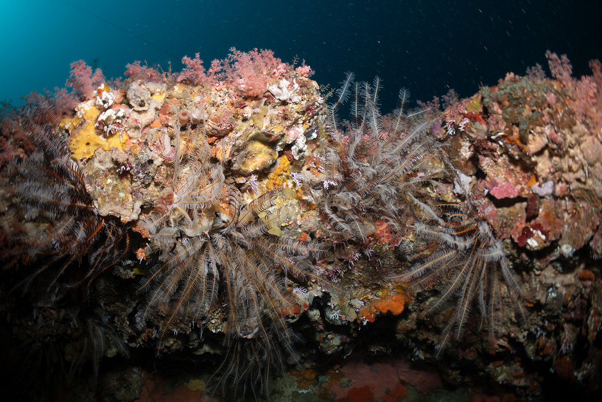 Florida Museum tweet media