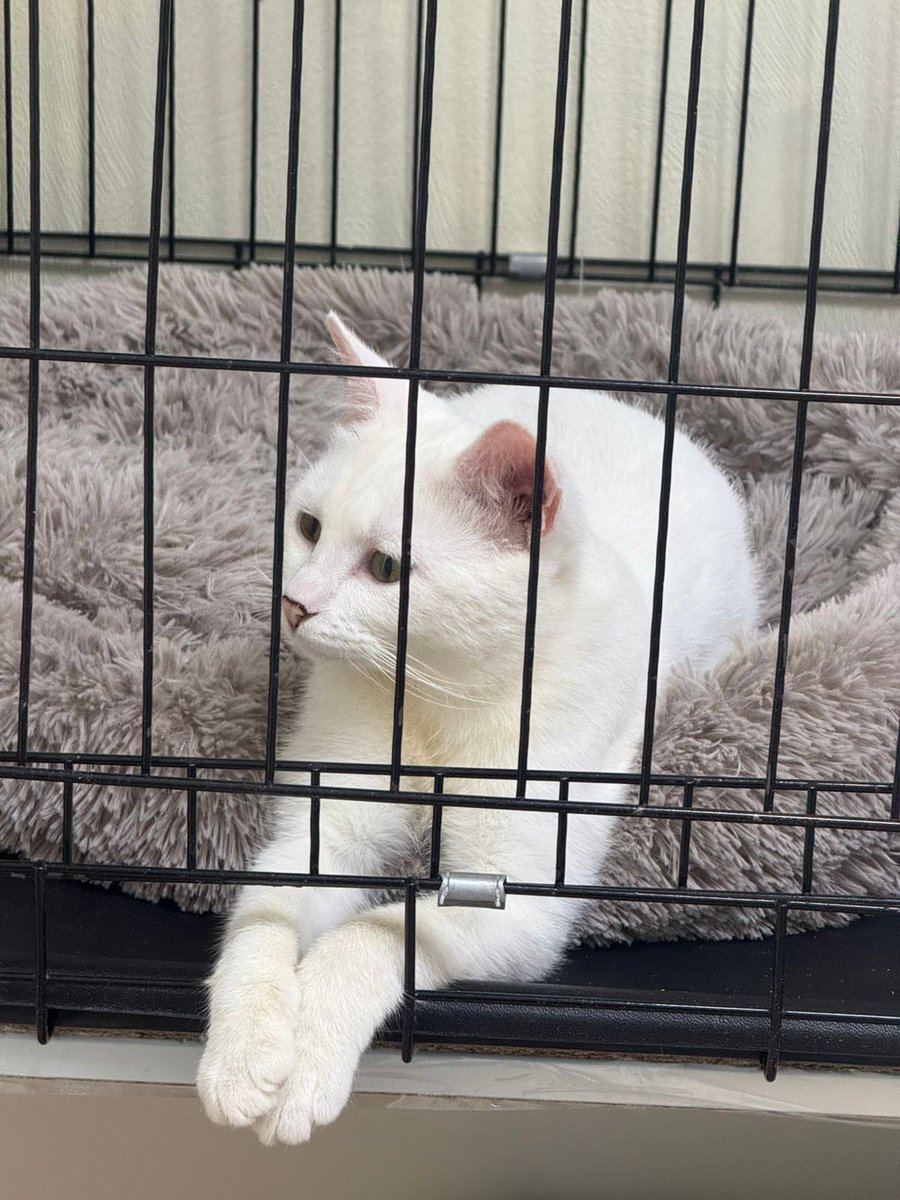 Смотрите как хорошо он умеет лежать🥹
Почему, почему этот прекрасный котий еще не лежит на чьем то диванчике???