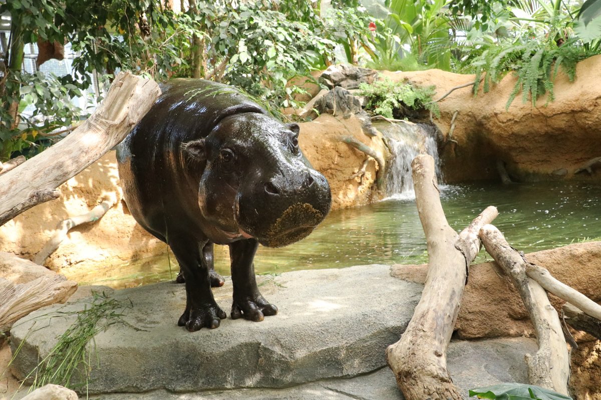 【コビトカバについてのお知らせ】

コビトカバの「コウメ」が妊娠していることが分かりました！

それに伴い、6/23（月）から
・「コウメ」非展示
・「カバカバトーク」当面の間休止
となります。ご了承ください。

kobe-oukoku.com/news/76