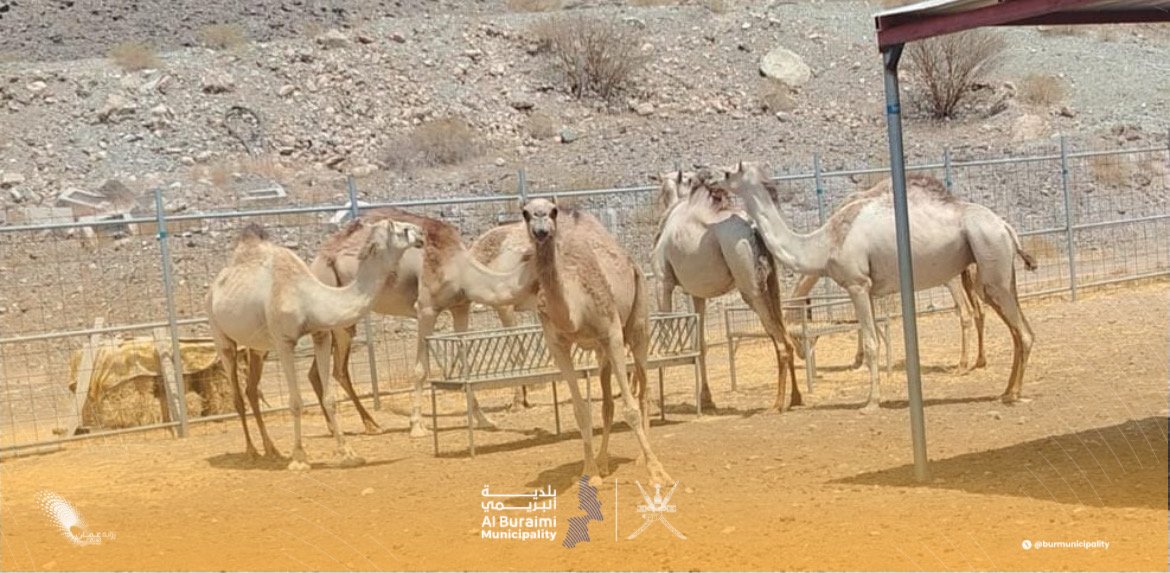 احتجزت دائرة البلدية بمحضة عددًا من الجِمال السائبة، وتدعو ملاكها إلى مراجعة الدائرة خلال ساعات الدوام الرسمي لاستكمال الإجراءات المطلوبة، مع التأكيد على أهمية الالتزام بالضوابط وعدم ترك الحيوانات بالقرب من الطرقات، حفاظًا على السلامة العامة.
#بلدية_البريمي