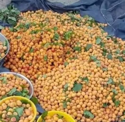 ہم خوبانی تو کھا لیتے ہیں… مگر!

ہم سب گرمیوں میں خوبانی کا مزہ لیتے ہیں — یہ میٹھا، مزیدار اور صحت بخش پھل خاص طور پر پہاڑی علاقوں** میں بہت پایا جاتا ہے۔
لیکن خوبانی کھانے کے بعد جو "ہڈی" (بیج) بچتی ہے، اسے ہم بے دھیانی سے پھینک دیتے ہیں — حالانکہ وہ ایک درخت کا بیج ہوتا ہے،