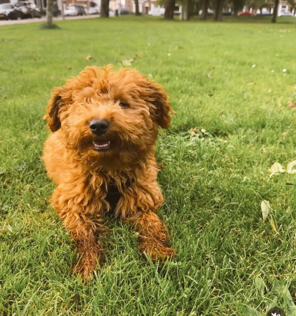 marialena1st's tweet image. Vandaag alweer n verjaardag. Peanut, t hondje van mn jongste dochter is 1 jaar geworden. Geen puppy meer. Volgens mn dochter blijft hij altijd haar puppy. Ik reken t goed.