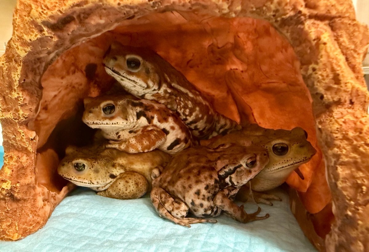 sirooooo_chan's tweet image. かわいい〜てポストしようとして気付いた
小さいさん皮ひっぱってんな👌