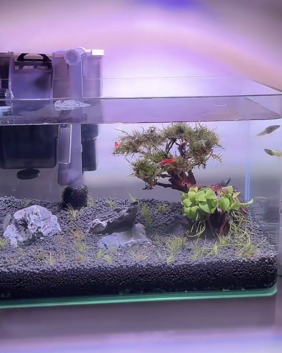 โลกใต้ผ้าห่มน้องก้องมีตุ๊กตาคุนแมวกับตุ๊กตาคุนจิ้งจอก โลกนอกผ้าห่มของน้องก้องก็มีคุนปลากัดกับคุนกุ้ง โลกใบเล้ก ๆ ในห้องนอนของยัยเด็กคนนี้น่ารักจัง ㅠ ㅠ ㅠ ㅠ 🤍