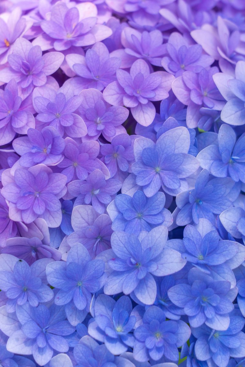 紫陽花のグラデーションが美しい