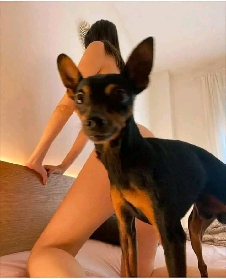 Le chien le plus insulté du monde 😁