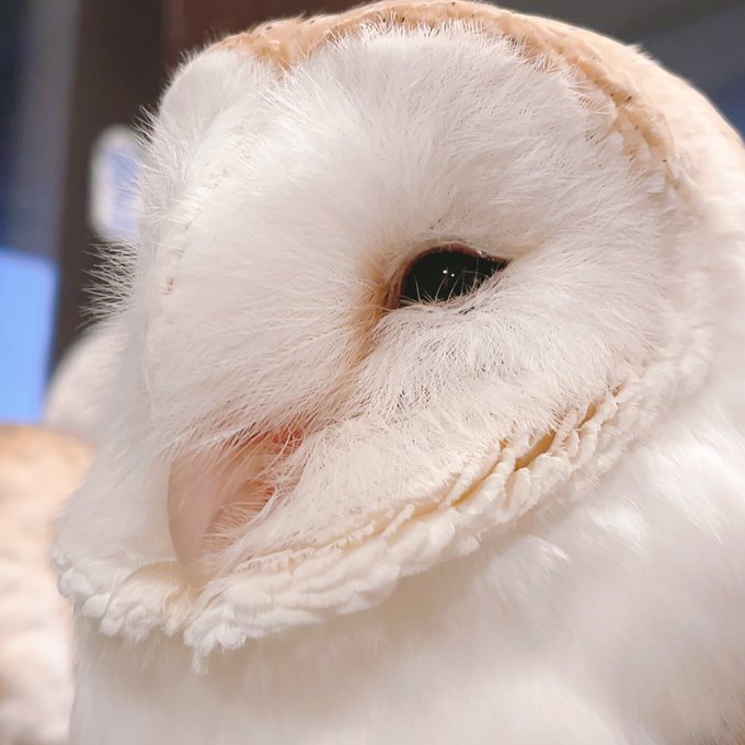  ふくろうの里 Owl Village