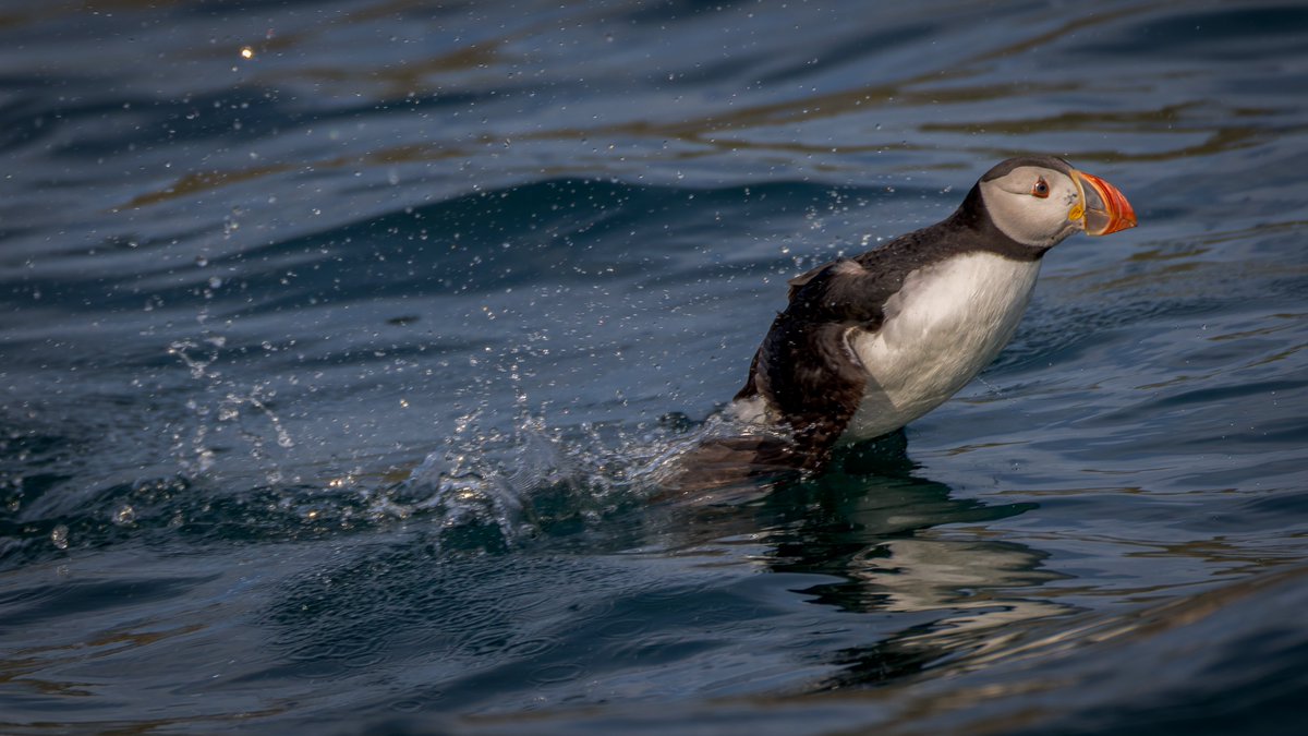 Fraggs Photography 🏴 tweet media