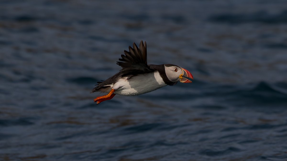 Going on a boat trip to Grassholm Island means you have to pass by Skomer &amp; of course that means you also get a chance to see the wonderful Atlantic Puffins🦉 #BirdsSeenIn2025 #TwitterNatureCommunity #birdwatching <a href="/Natures_Voice/">RSPB</a> #NatureTherapy <a href="/RSPBCymru/">RSPB Cymru</a> 🏴󠁧󠁢󠁷󠁬󠁳󠁿