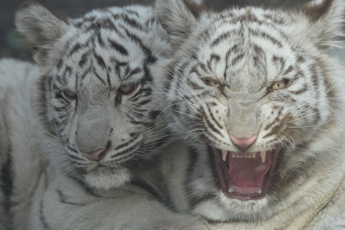 ｶﾞｵｯ！！

#伊豆アニマルキングダム　#ホワイトタイガー　#シロップファミリー