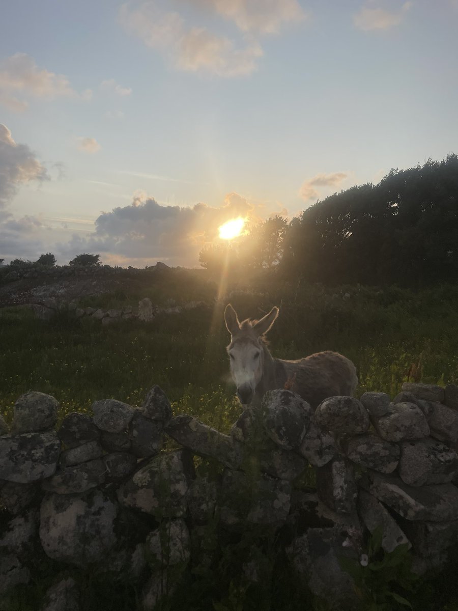 ciaranineill01's tweet photo. 📍Conamara https://t.co/2NjmGw9uSc