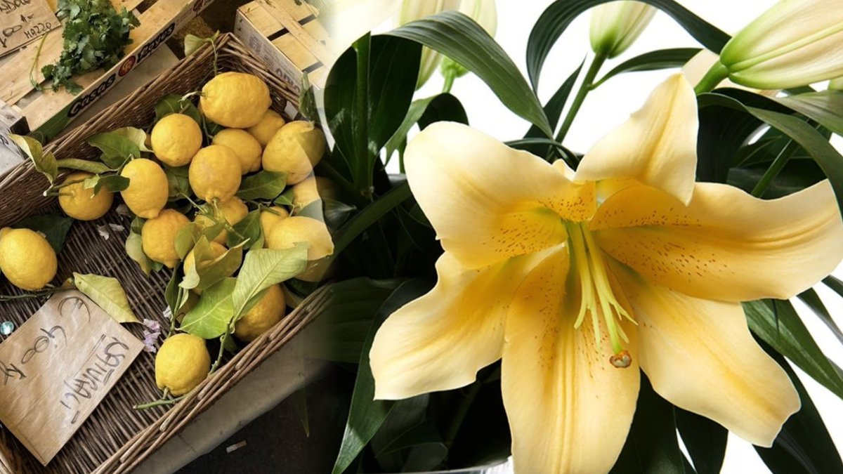 winrter's tweet image. ⠀⠀⠀⠀
𝗥𝗶𝘁𝘂𝗮𝗹 𝟭 : 𝖡͟𝗂͟𝗍͟𝖾͟ 𝗈͟𝖿͟ 𝗌͟𝗎͟𝗆͟𝗆͟𝖾͟𝗋.
여름 한 입, 기분 좋은 달콤함. 햇살 가득한 오후, 
시원한 아이스크림처럼 톡 터지는 순간을 즐겨봐.