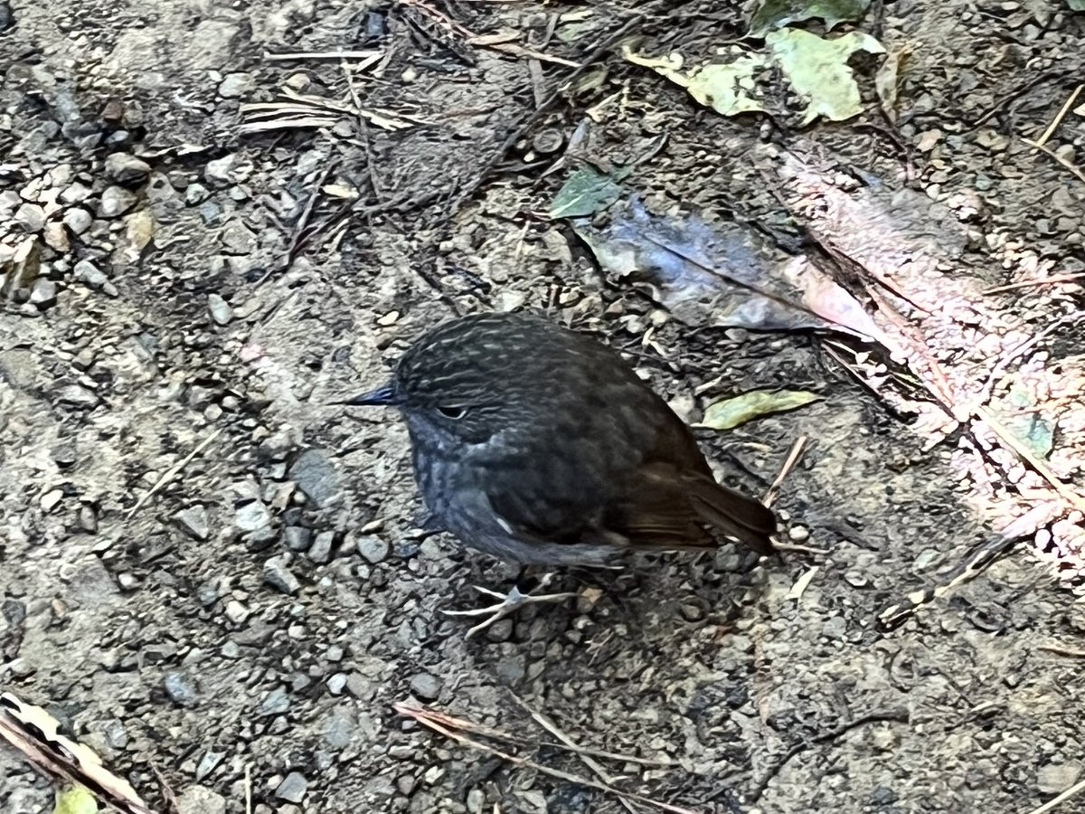 A spectacular day to revisit some favourite trails and tiny friends <a href="/ZEALANDIA/">Zealandia Te Māra a Tāne</a>  <a href="/Wellingtonnz/">WellingtonNZ</a>