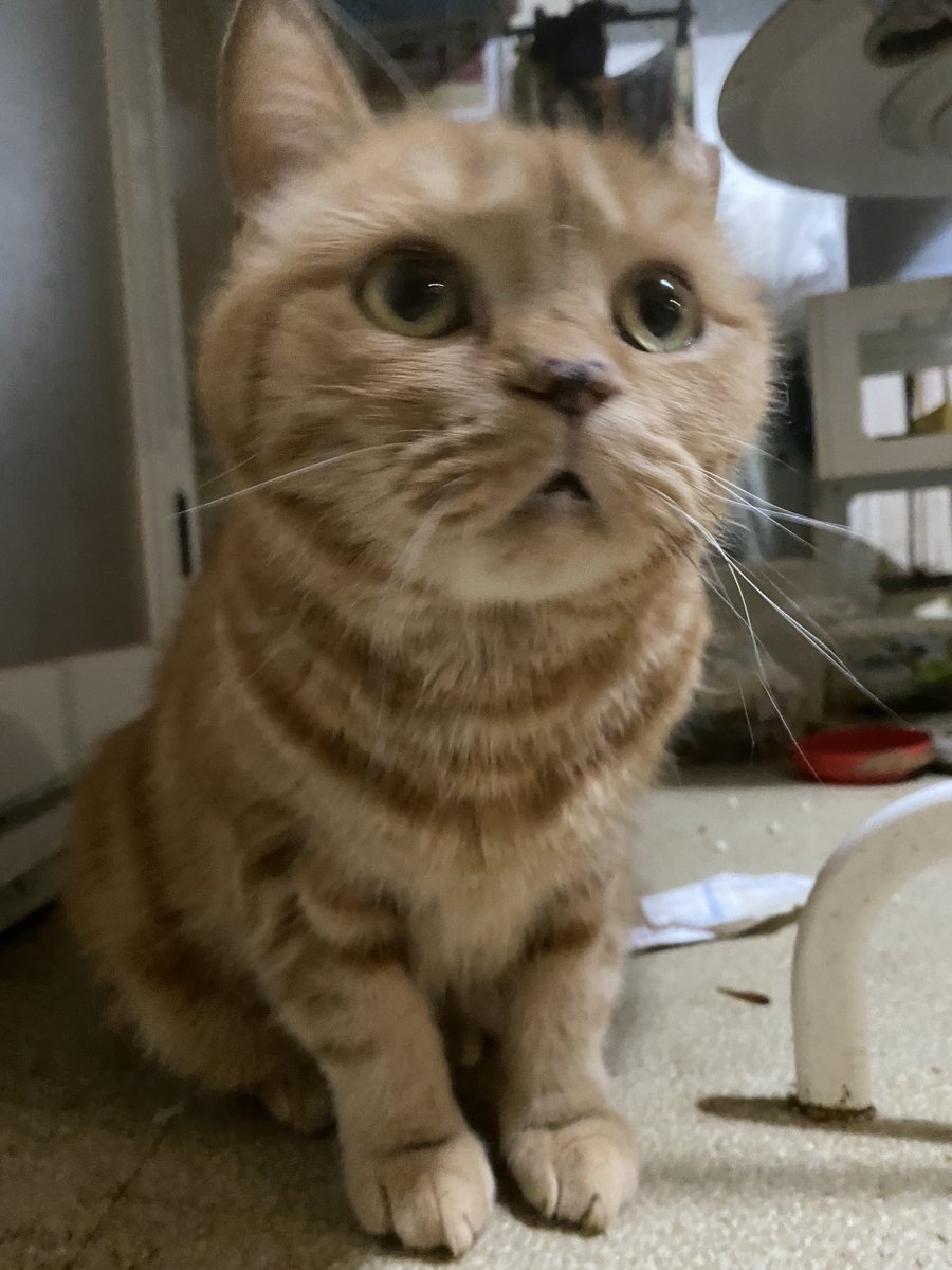 たっちゃんこ