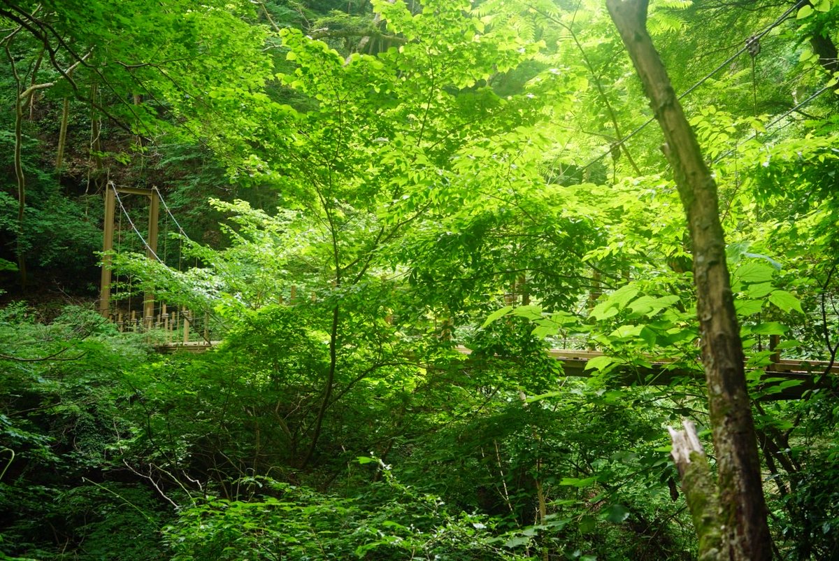 メンタルを鍛えるために昨日半年ぶりに高尾山行きました。
6号路終盤の400段位ある階段を登ってると、頭は自分の心拍数しか考えられなくなり、感情は選択の問題だと痛感できます。メンタル安定には登山です🏔️
写真は下の4号路にある大好き吊り橋。