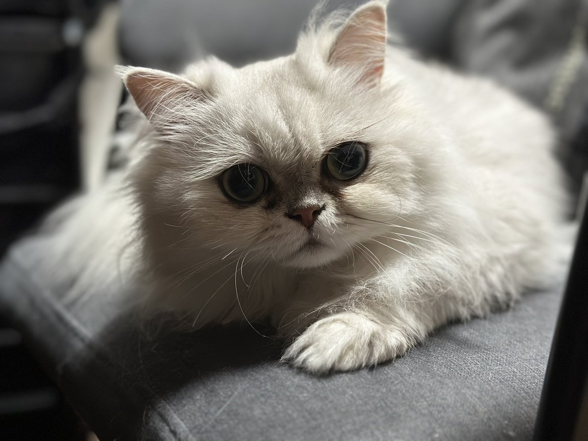 めっちゃかわいい写真撮れた！

#猫のいる暮らし #ねこのいる暮らし #チンチラシルバー