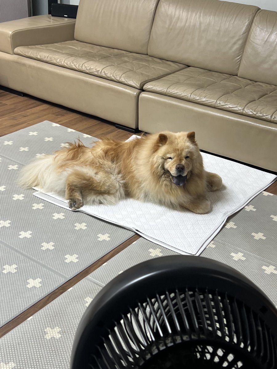 원래 쓰던 매트 더워보여서 인견 쿨매트 뽀송뽀송 삶아서 깔아줬더니 좋대