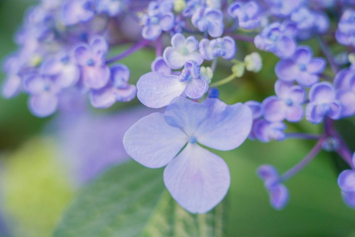 ricolog211's tweet photo. この形の紫陽花が1番すき͛💠
 #紫陽花  #紫陽花の季節 https://t.co/xRkVKliGL5