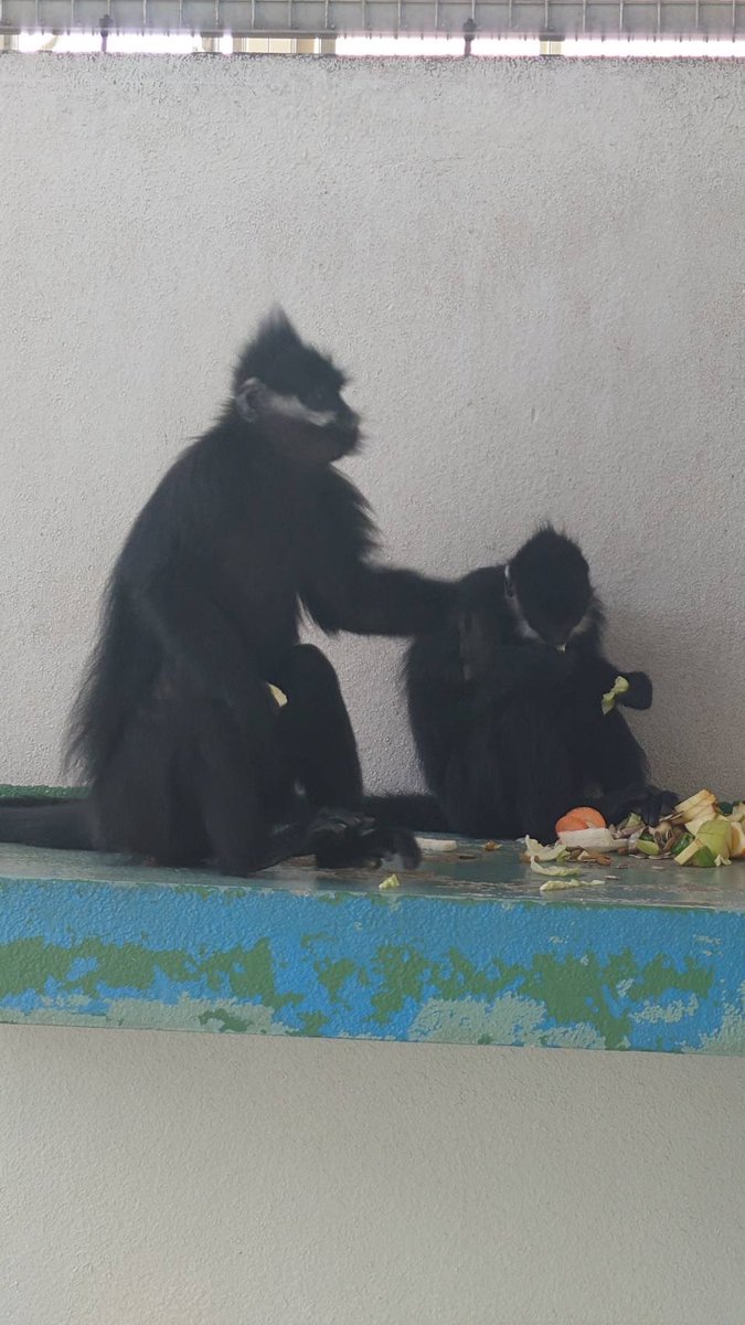 nishiyama_zoo's tweet image. 今日は父の日！
フランソワルトンのシモンくんは、いつも息子のれもんくんのお相手をしてあげる優しいお父さんです。
お父さん、いつもありがとう、お疲れさま！

今日はシモンくんをはじめ、お父さんたちには食用のお花をプレゼントしました💐

#鯖江市西山動物園
#フランソワルトン
#シモン
#父の日