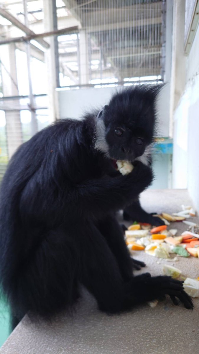 nishiyama_zoo's tweet image. 今日は父の日！
フランソワルトンのシモンくんは、いつも息子のれもんくんのお相手をしてあげる優しいお父さんです。
お父さん、いつもありがとう、お疲れさま！

今日はシモンくんをはじめ、お父さんたちには食用のお花をプレゼントしました💐

#鯖江市西山動物園
#フランソワルトン
#シモン
#父の日