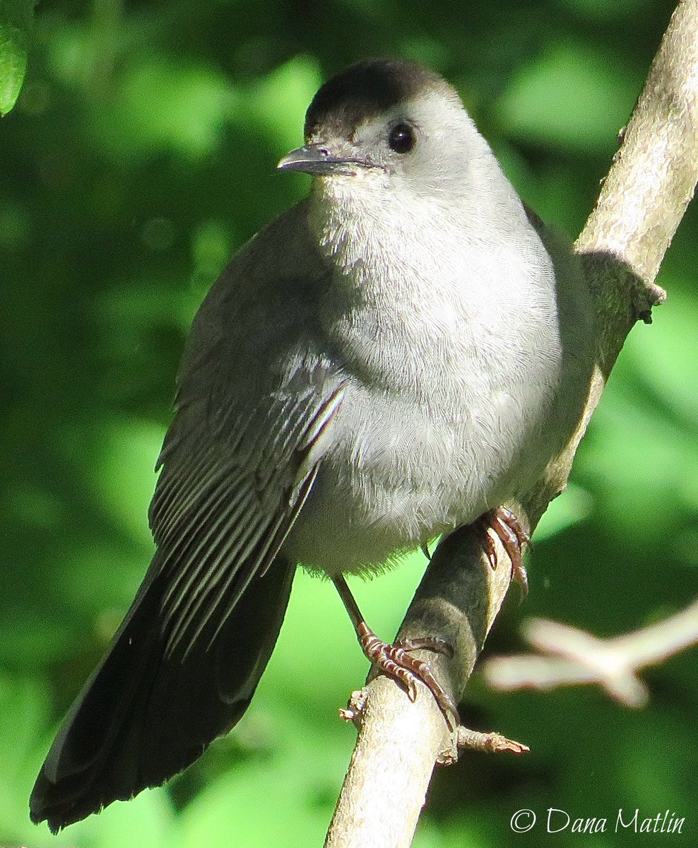 Gray Catbird, Carl Schurz Park. #birdcpp
