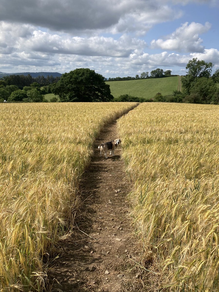 Thinking of our beloved Charley beagle as I walked through the fields of gold this morning 🐶🐾🌈🥰🎶