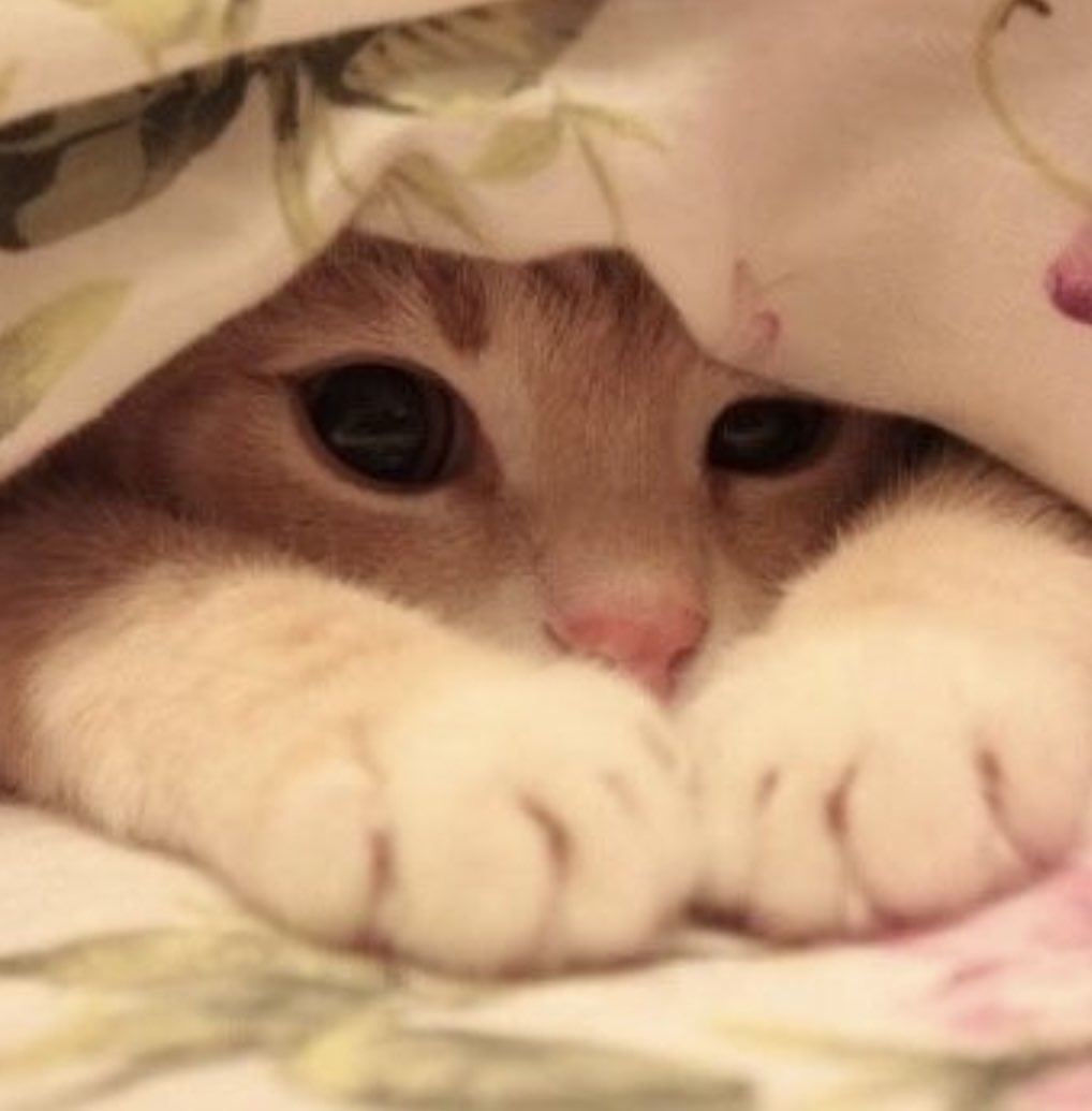 YellowsLight_'s tweet image. Short Cozy stream 
Twitch.tv/yellowslight